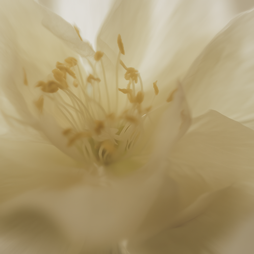 Vera ● Neroli
