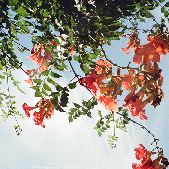 Vera (Neroli)